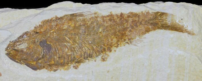 Bargain, Knightia Fossil Fish - Wyoming #60427